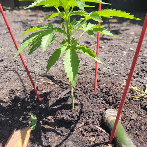 005: "Azul" growlog timeline photo