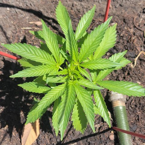 005: "Azul" growlog timeline photo