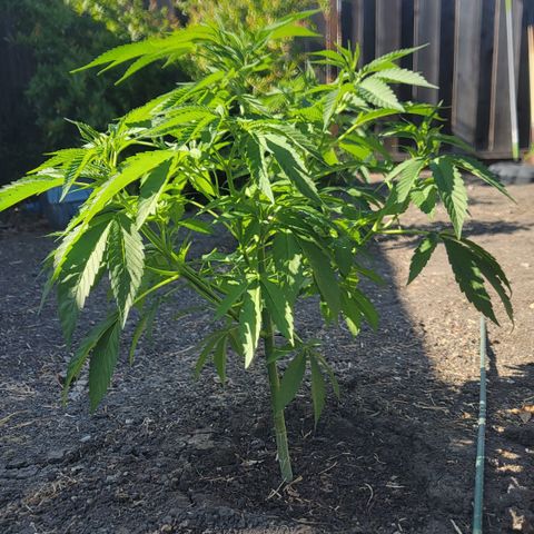 001: "Who Knows" growlog timeline photo