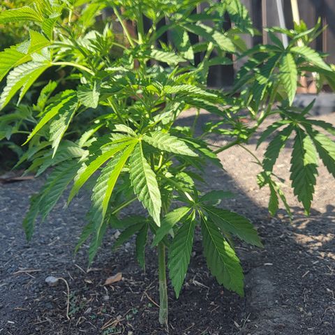 002: "Raul" growlog timeline photo