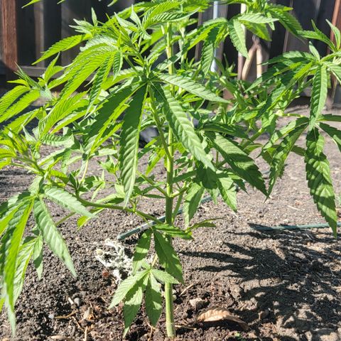 003: "Mike #2 (Right seed)  growlog timeline photo