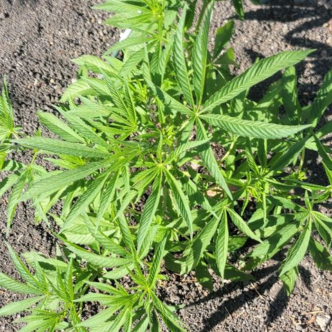 003: "Mike #2 (Right seed)  growlog timeline photo