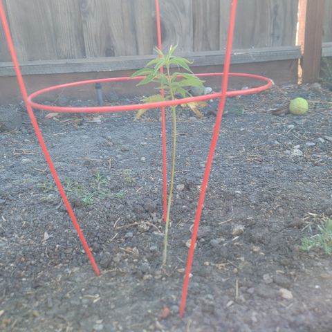 004: "Mike #1 (Left Seed)" growlog timeline photo