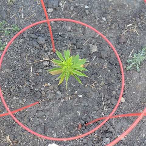 004: "Mike #1 (Left Seed)" growlog timeline photo
