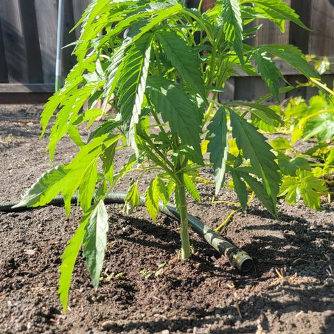 005: "Azul" growlog timeline photo