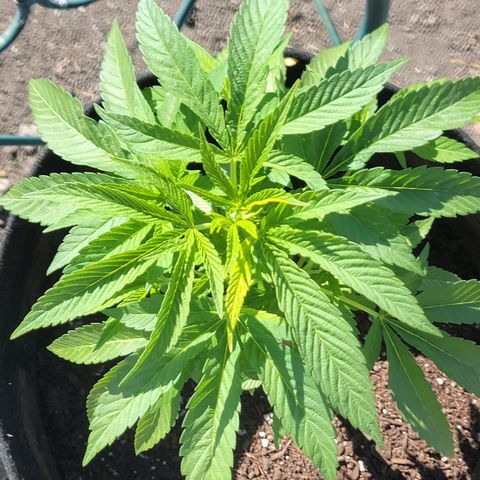 007: "Hella Jelly P5 #1" or AZUL?? growlog timeline photo