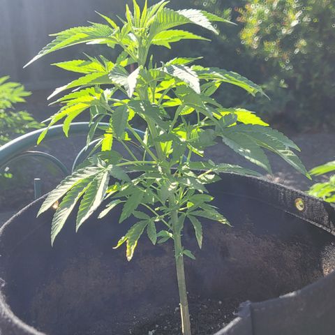 007: "Hella Jelly P5 #1" or AZUL?? growlog timeline photo