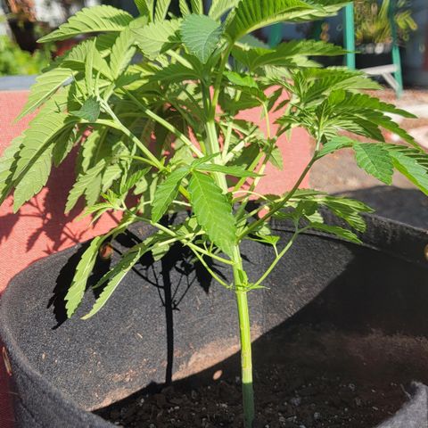 008: "Hella Jelly P5 #2"  growlog timeline photo