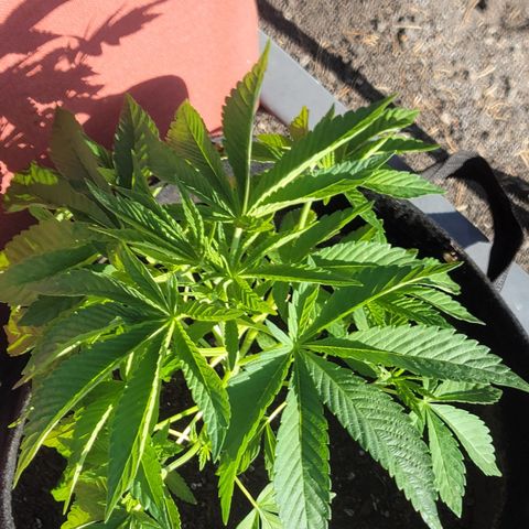 008: "Hella Jelly P5 #2"  growlog timeline photo