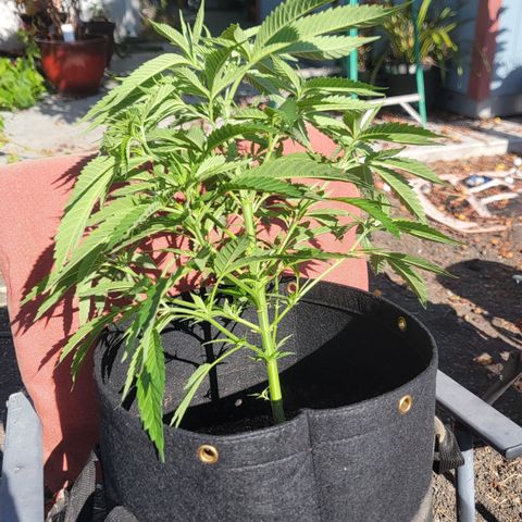 009: "OG Hella Jelly #1" growlog timeline photo