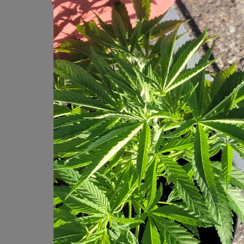 009: "OG Hella Jelly #1" growlog timeline photo