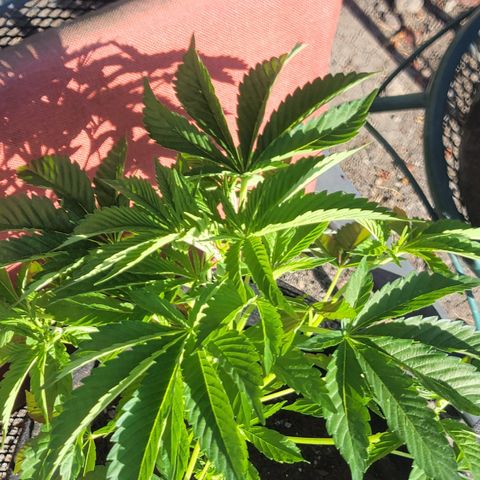 010: "OG Hella Jelly #2" growlog timeline photo