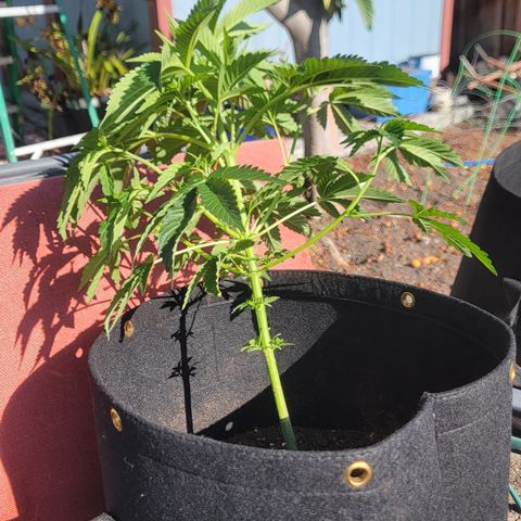 010: "OG Hella Jelly #2" growlog timeline photo