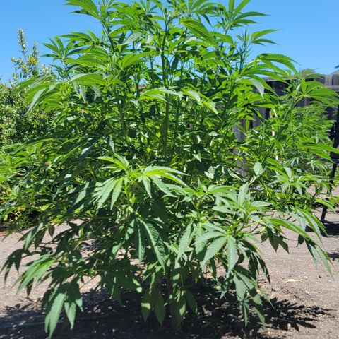 001: "Who Knows" growlog timeline photo