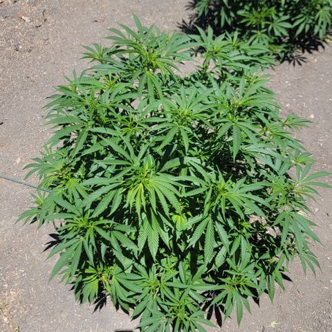 001: "Who Knows" growlog timeline photo