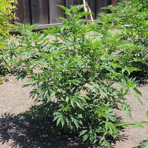 002: "Raul" growlog timeline photo