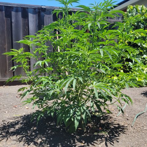 003: "Mike #2 (Right seed)  growlog timeline photo