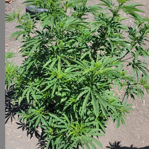 003: "Mike #2 (Right seed)  growlog timeline photo
