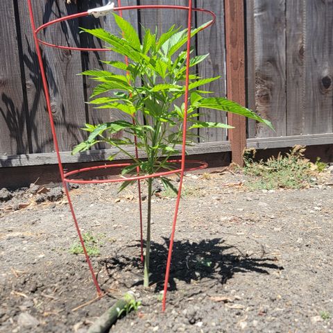 004: "Mike #1 (Left Seed)" growlog timeline photo