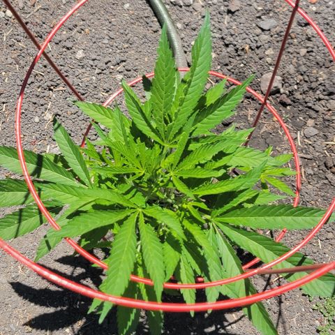 004: "Mike #1 (Left Seed)" growlog timeline photo