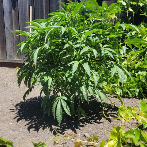 005: "Azul" growlog timeline photo