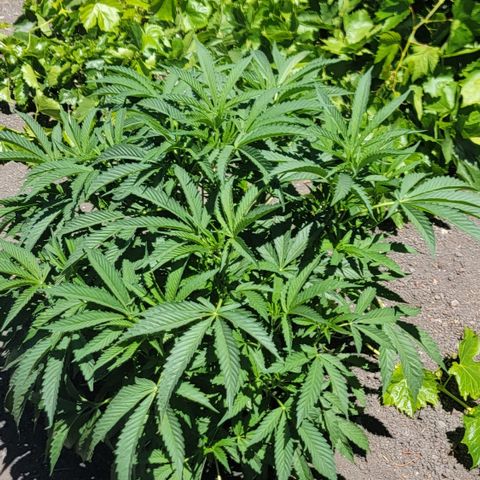 005: "Azul" growlog timeline photo