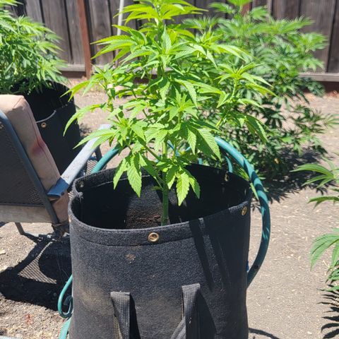 007: "Hella Jelly P5 #1" or AZUL?? growlog timeline photo