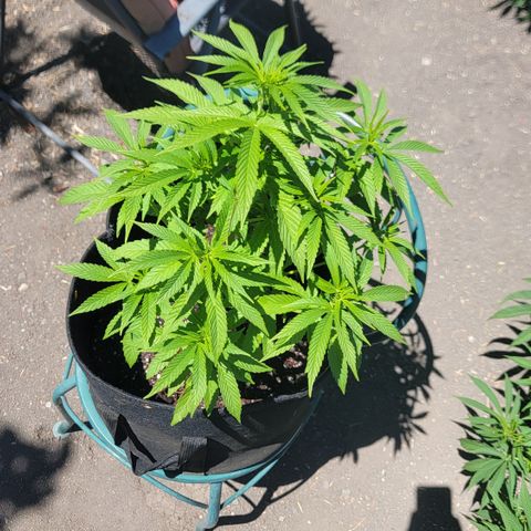 007: "Hella Jelly P5 #1" or AZUL?? growlog timeline photo