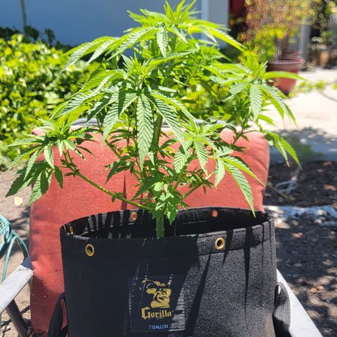 008: "Hella Jelly P5 #2"  growlog timeline photo