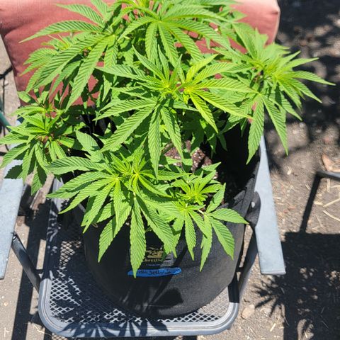008: "Hella Jelly P5 #2"  growlog timeline photo