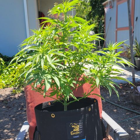 009: "OG Hella Jelly #1" growlog timeline photo
