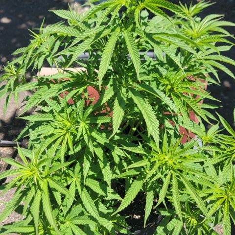 009: "OG Hella Jelly #1" growlog timeline photo