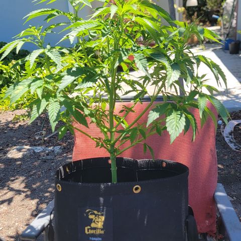 010: "OG Hella Jelly #2" growlog timeline photo