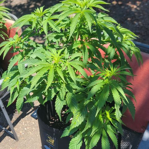 010: "OG Hella Jelly #2" growlog timeline photo