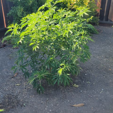 001: "Who Knows" growlog timeline photo