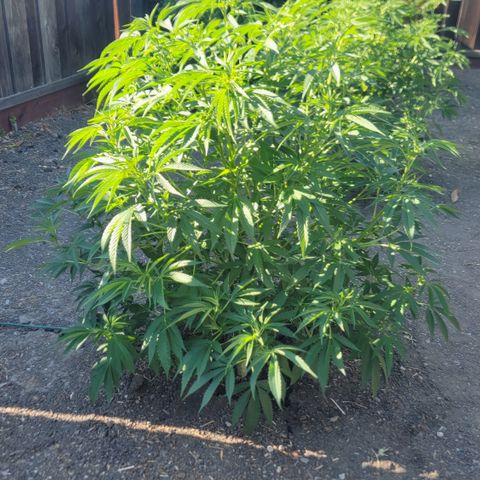 002: "Raul" growlog timeline photo