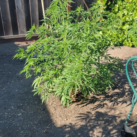 003: "Mike #2 (Right seed)  growlog timeline photo