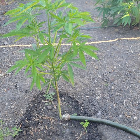 004: "Mike #1 (Left Seed)" growlog timeline photo