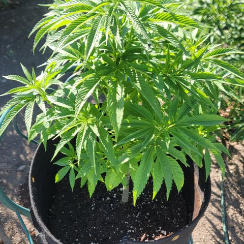 007: "Hella Jelly P5 #1" or AZUL?? growlog timeline photo