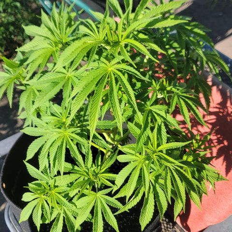 008: "Hella Jelly P5 #2"  growlog timeline photo