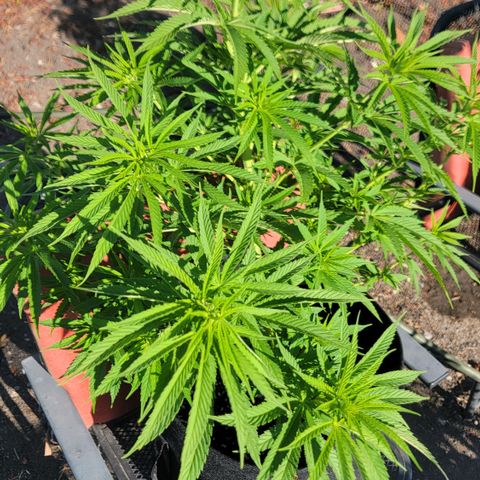 009: "OG Hella Jelly #1" growlog timeline photo