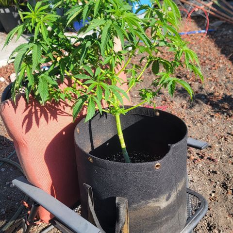 010: "OG Hella Jelly #2" growlog timeline photo