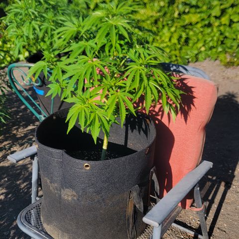 008: "Hella Jelly P5 #2"  growlog timeline photo