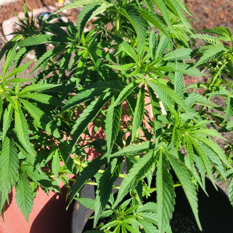 010: "OG Hella Jelly #2" growlog timeline photo
