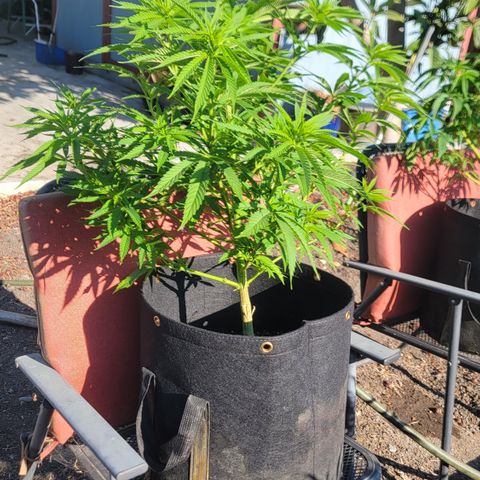 009: "OG Hella Jelly #1" growlog timeline photo