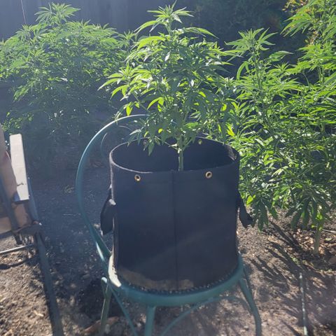 007: "Hella Jelly P5 #1" or AZUL?? growlog timeline photo