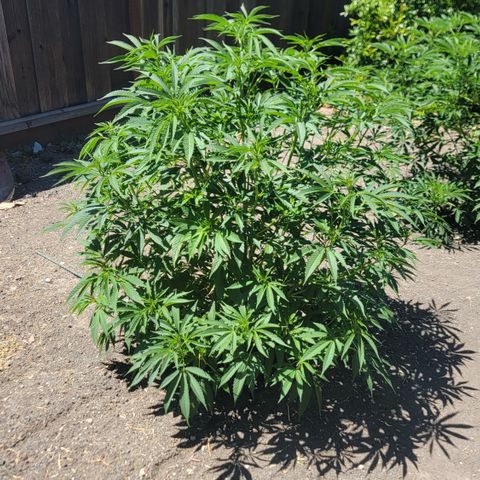 001: "Who Knows" growlog timeline photo