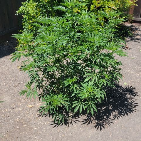 002: "Raul" growlog timeline photo