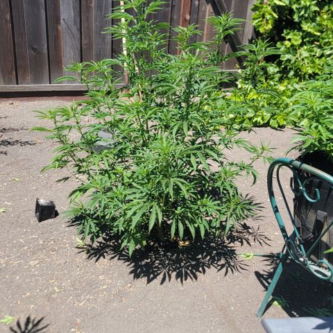 003: "Mike #2 (Right seed)  growlog timeline photo