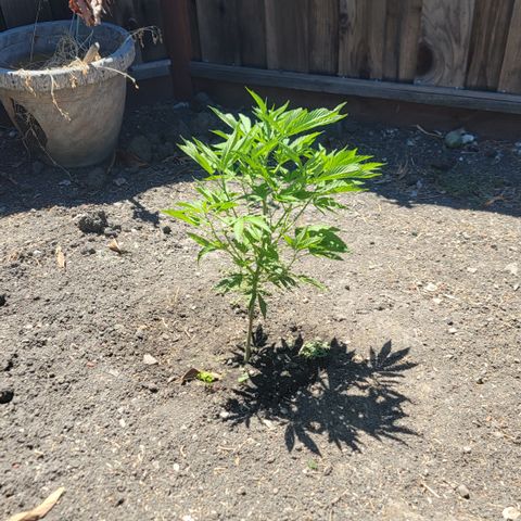 004: "Mike #1 (Left Seed)" growlog timeline photo